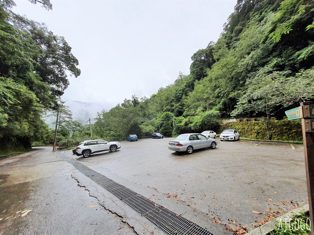 桃園景點 拉拉山神木群步道 北台灣唯一千年巨木林區 好走的森林步道