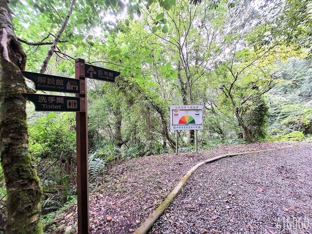 桃園景點 拉拉山神木群步道 北台灣唯一千年巨木林區 好走的森林步道