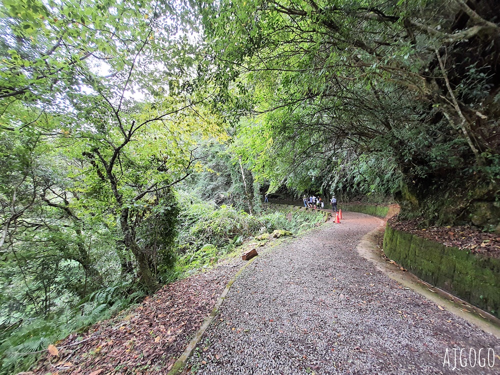 桃園景點 拉拉山神木群步道 北台灣唯一千年巨木林區 好走的森林步道