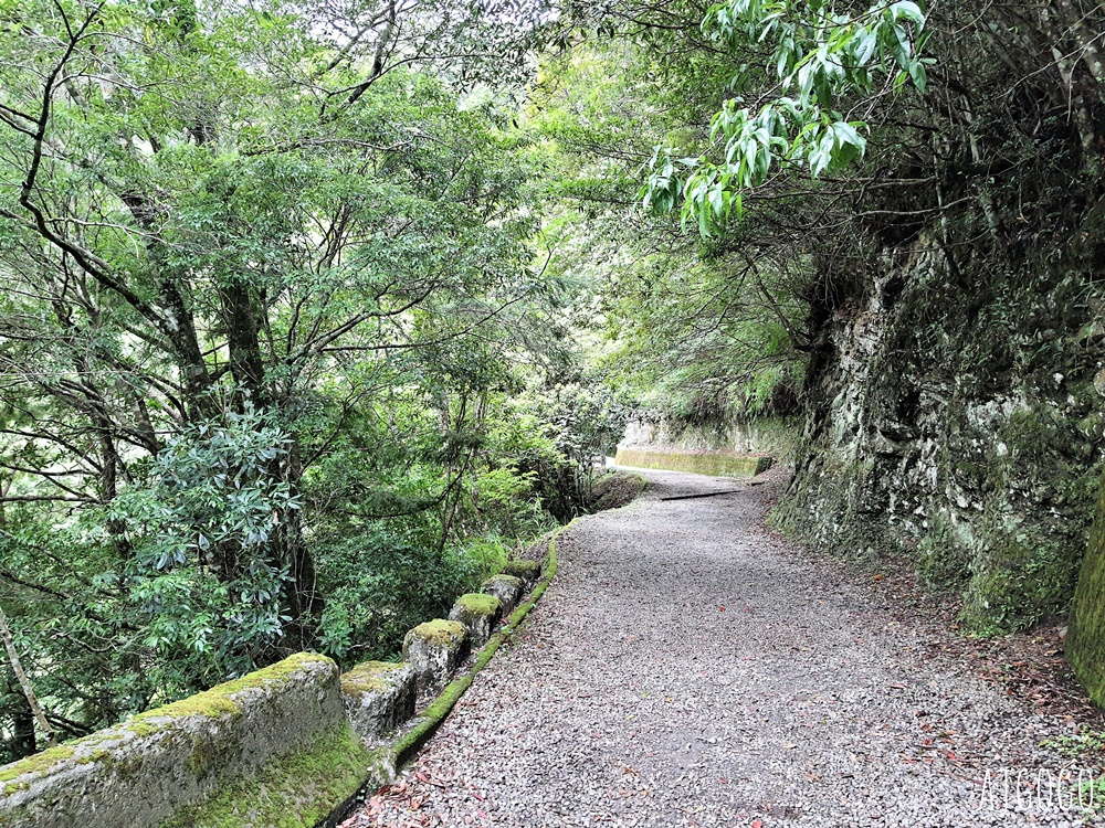 桃園景點 拉拉山神木群步道 北台灣唯一千年巨木林區 好走的森林步道