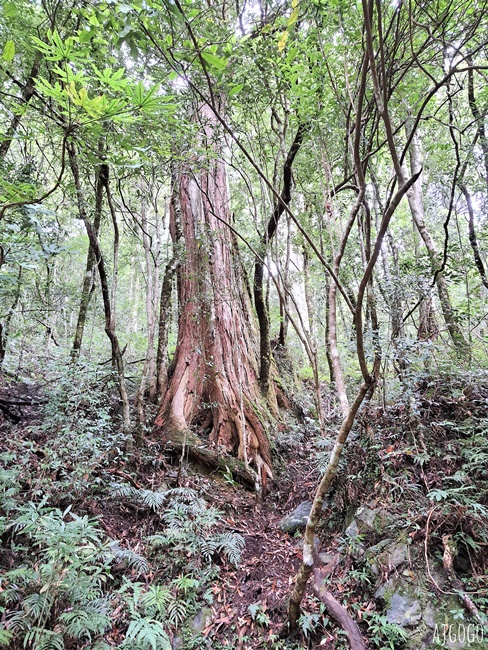 桃園景點 拉拉山神木群步道 北台灣唯一千年巨木林區 好走的森林步道