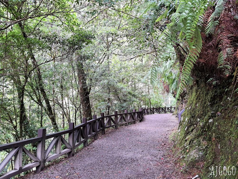 桃園景點 拉拉山神木群步道 北台灣唯一千年巨木林區 好走的森林步道