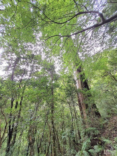 桃園景點 拉拉山神木群步道 北台灣唯一千年巨木林區 好走的森林步道