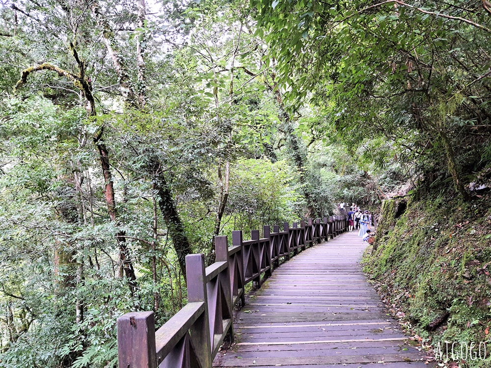 桃園景點 拉拉山神木群步道 北台灣唯一千年巨木林區 好走的森林步道