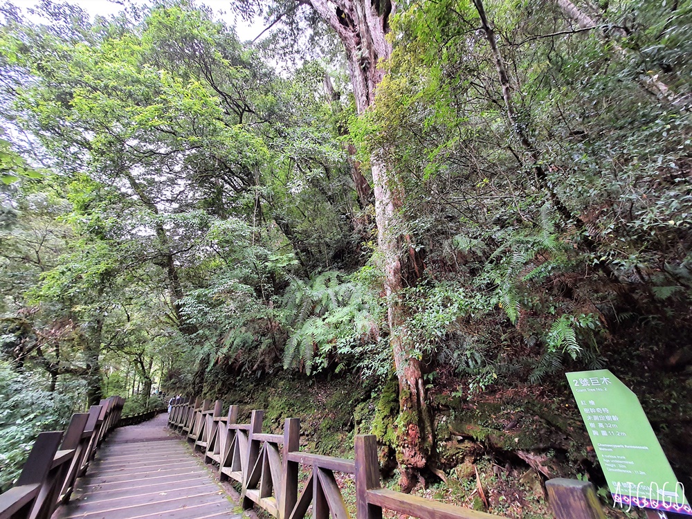 桃園景點 拉拉山神木群步道 北台灣唯一千年巨木林區 好走的森林步道