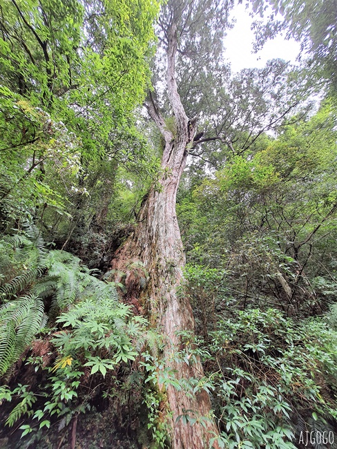 桃園景點 拉拉山神木群步道 北台灣唯一千年巨木林區 好走的森林步道