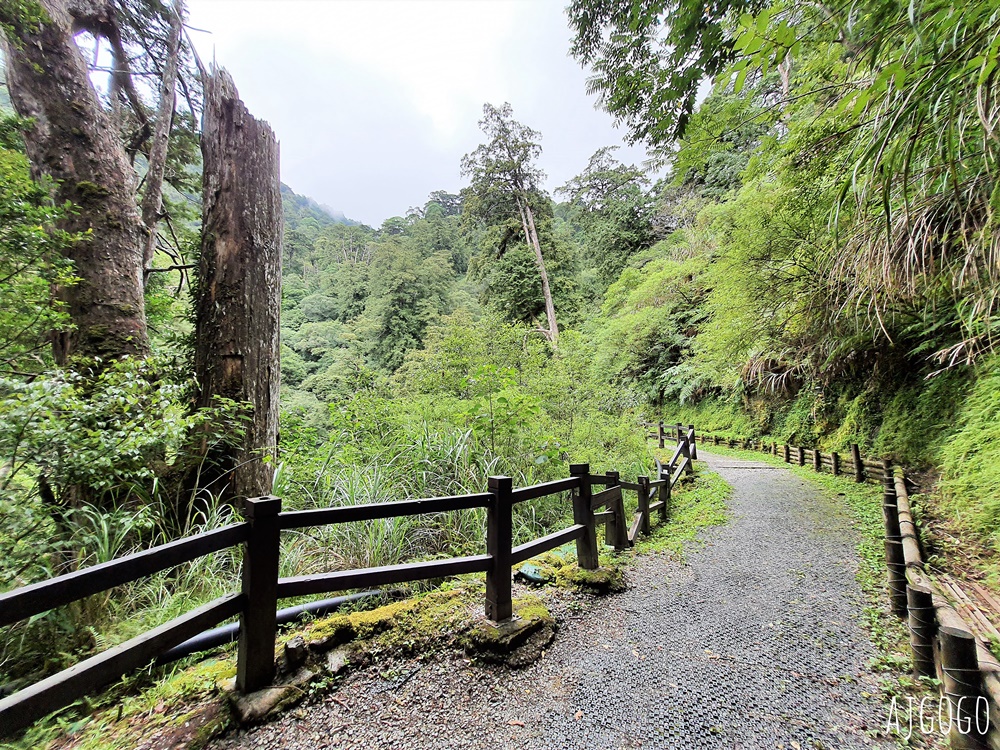 桃園景點 拉拉山神木群步道 北台灣唯一千年巨木林區 好走的森林步道