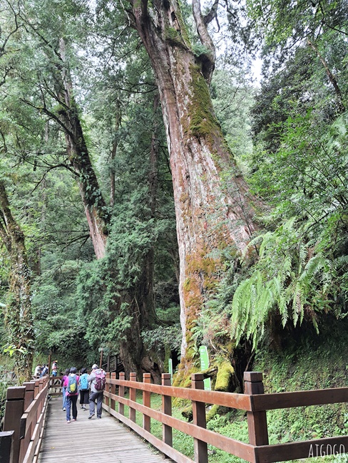 桃園景點 拉拉山神木群步道 北台灣唯一千年巨木林區 好走的森林步道