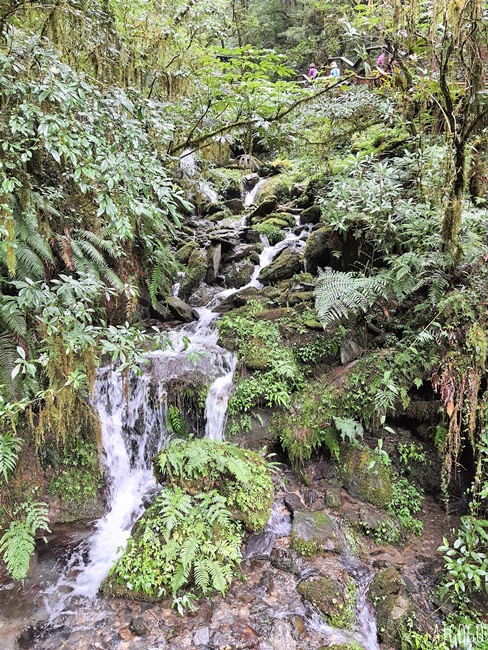 桃園景點 拉拉山神木群步道 北台灣唯一千年巨木林區 好走的森林步道