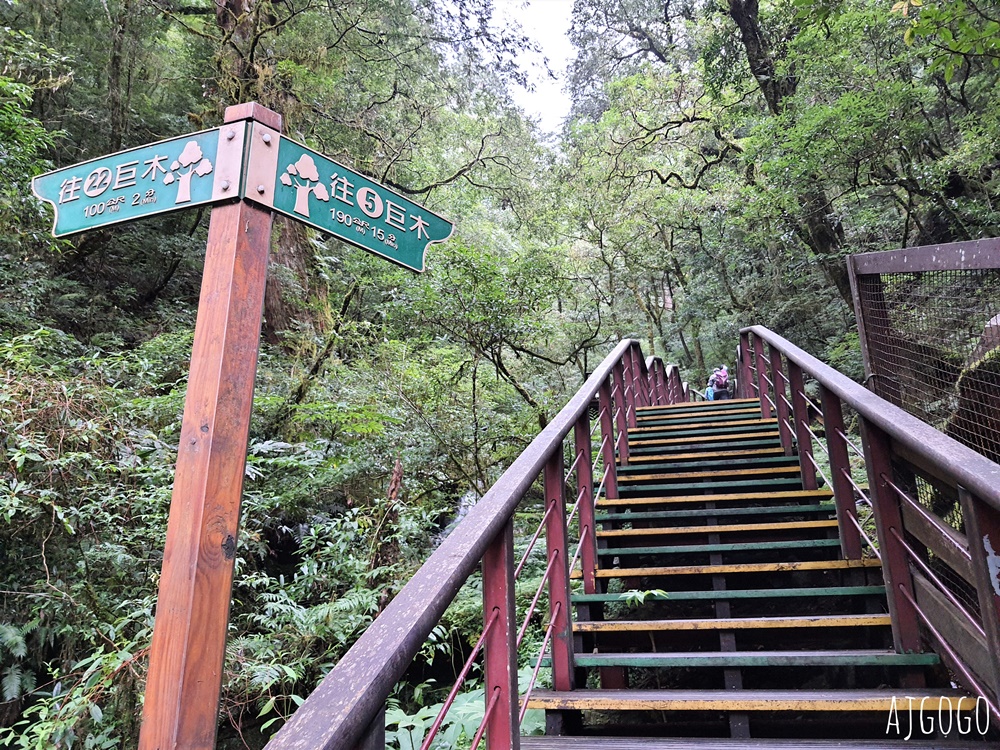 桃園景點 拉拉山神木群步道 北台灣唯一千年巨木林區 好走的森林步道