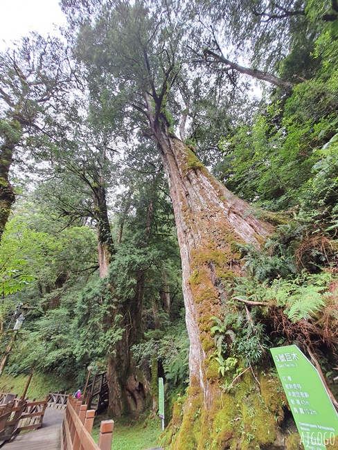 桃園景點 拉拉山神木群步道 北台灣唯一千年巨木林區 好走的森林步道