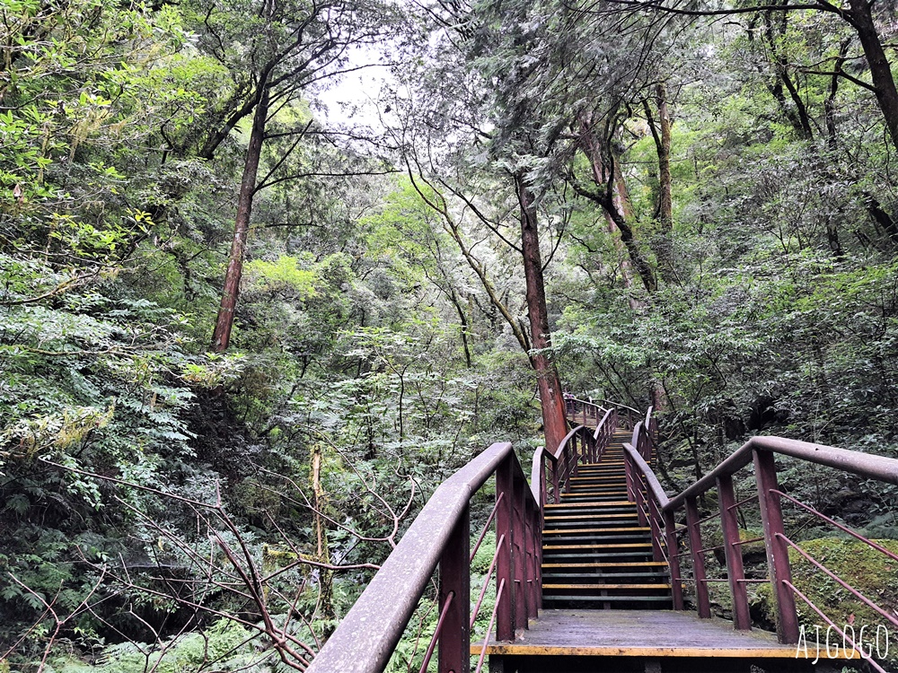 桃園景點 拉拉山神木群步道 北台灣唯一千年巨木林區 好走的森林步道