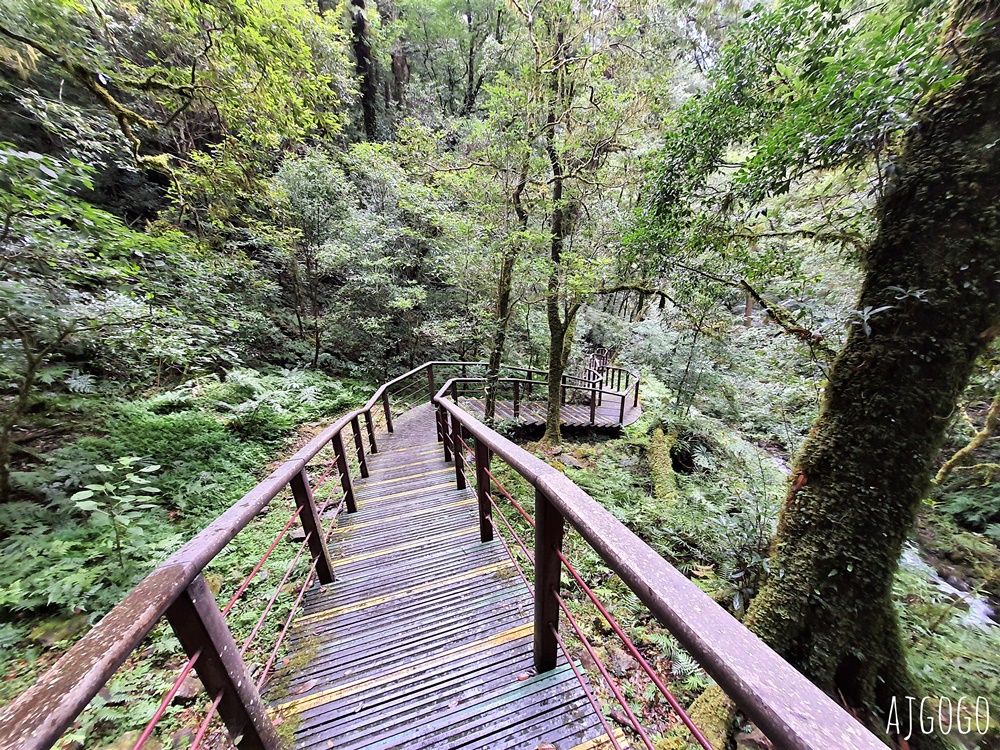 桃園景點 拉拉山神木群步道 北台灣唯一千年巨木林區 好走的森林步道