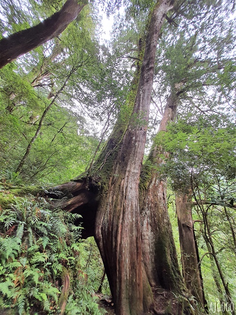 桃園景點 拉拉山神木群步道 北台灣唯一千年巨木林區 好走的森林步道