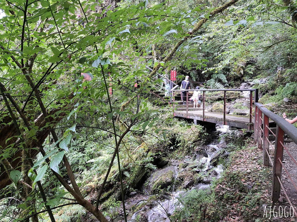 桃園景點 拉拉山神木群步道 北台灣唯一千年巨木林區 好走的森林步道