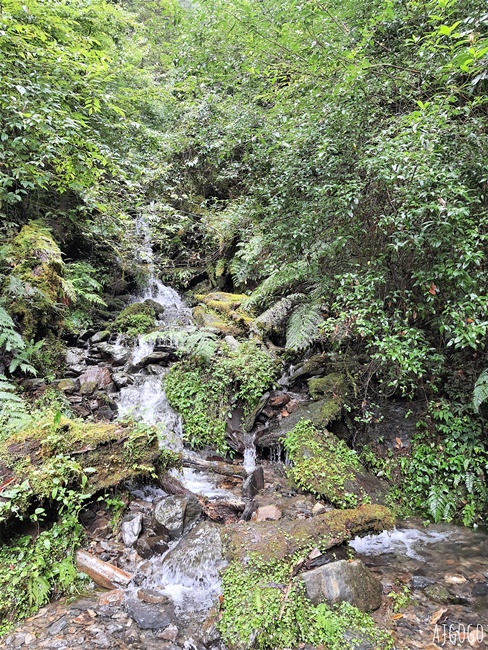 桃園景點 拉拉山神木群步道 北台灣唯一千年巨木林區 好走的森林步道