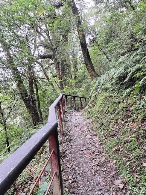 桃園景點 拉拉山神木群步道 北台灣唯一千年巨木林區 好走的森林步道