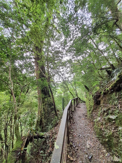 桃園景點 拉拉山神木群步道 北台灣唯一千年巨木林區 好走的森林步道