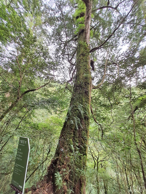 桃園景點 拉拉山神木群步道 北台灣唯一千年巨木林區 好走的森林步道