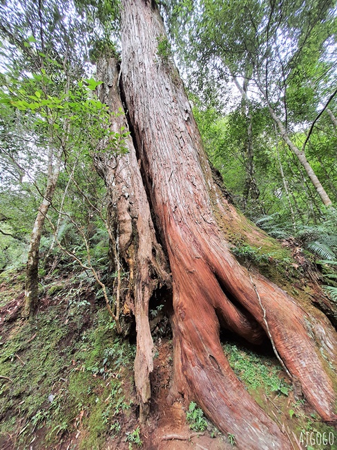 桃園景點 拉拉山神木群步道 北台灣唯一千年巨木林區 好走的森林步道