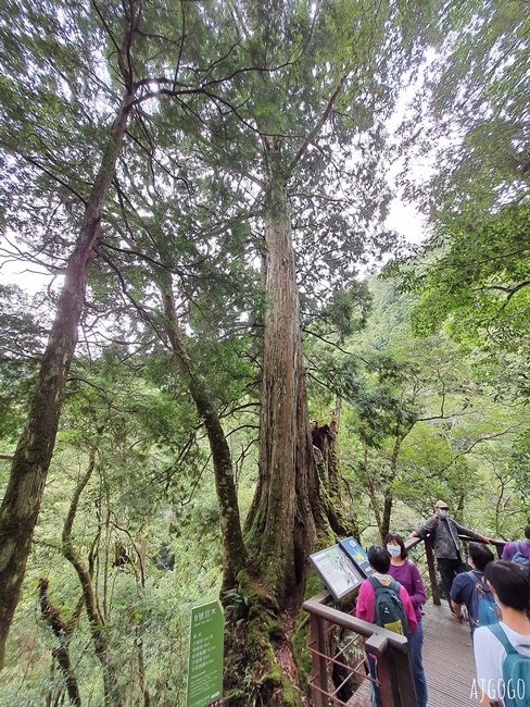 桃園景點 拉拉山神木群步道 北台灣唯一千年巨木林區 好走的森林步道