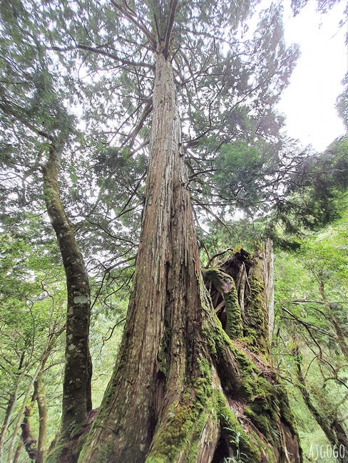 桃園景點 拉拉山神木群步道 北台灣唯一千年巨木林區 好走的森林步道