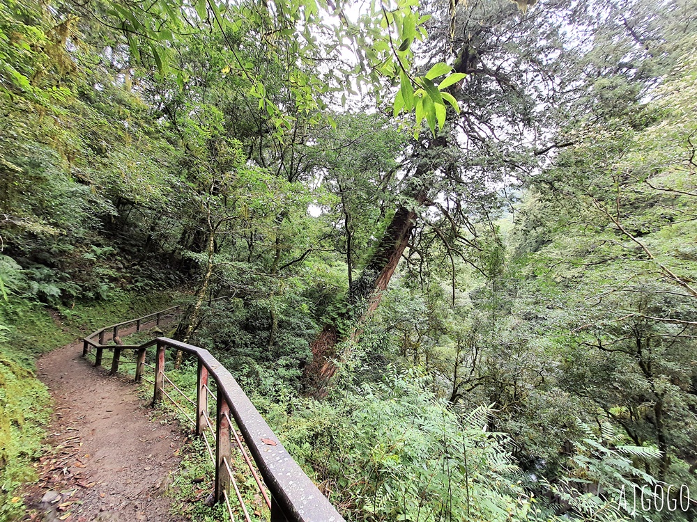 桃園景點 拉拉山神木群步道 北台灣唯一千年巨木林區 好走的森林步道