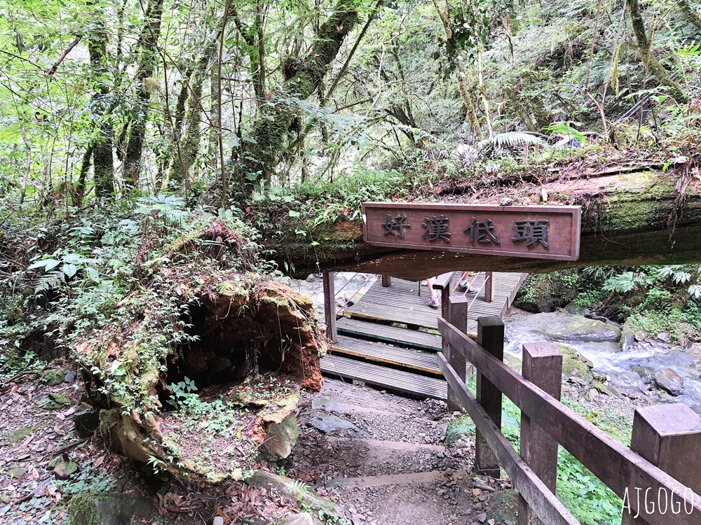 桃園景點 拉拉山神木群步道 北台灣唯一千年巨木林區 好走的森林步道