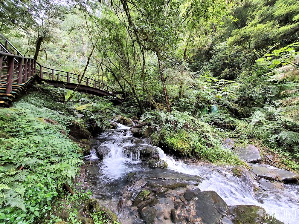 桃園景點 拉拉山神木群步道 北台灣唯一千年巨木林區 好走的森林步道