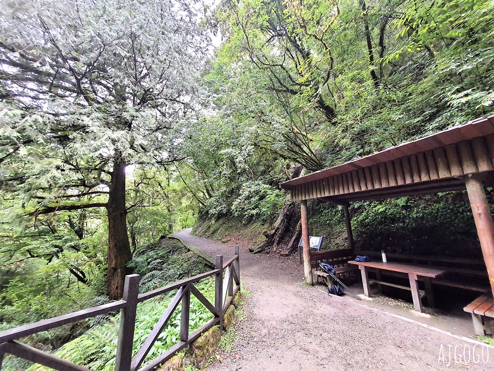 桃園景點 拉拉山神木群步道 北台灣唯一千年巨木林區 好走的森林步道