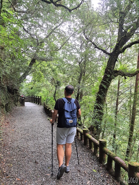 桃園景點 拉拉山神木群步道 北台灣唯一千年巨木林區 好走的森林步道