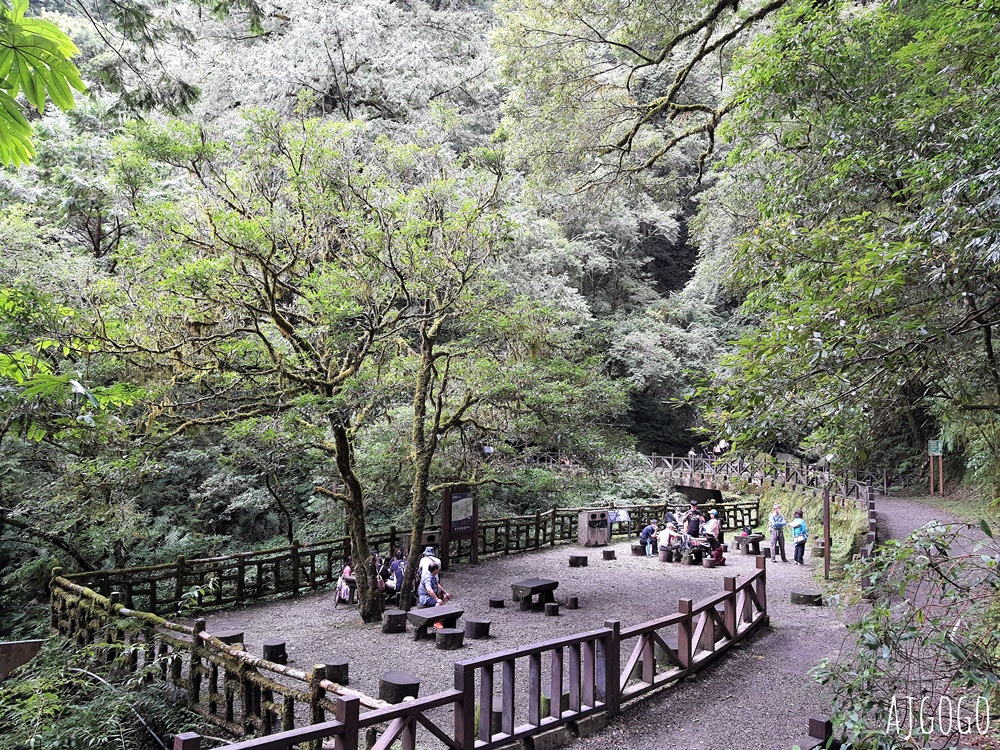 桃園景點 拉拉山神木群步道 北台灣唯一千年巨木林區 好走的森林步道