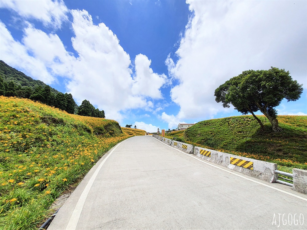 花蓮赤科山:金針花地毯鋪滿山坡 好像北海道 交通、景點分享