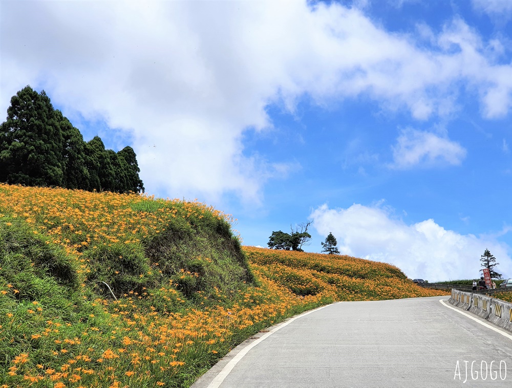 花蓮赤科山:金針花地毯鋪滿山坡 好像北海道 交通、景點分享