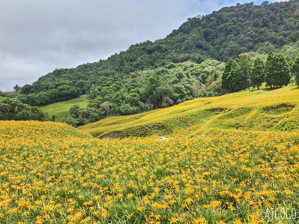 花蓮赤科山:金針花地毯鋪滿山坡 好像北海道 交通、景點分享