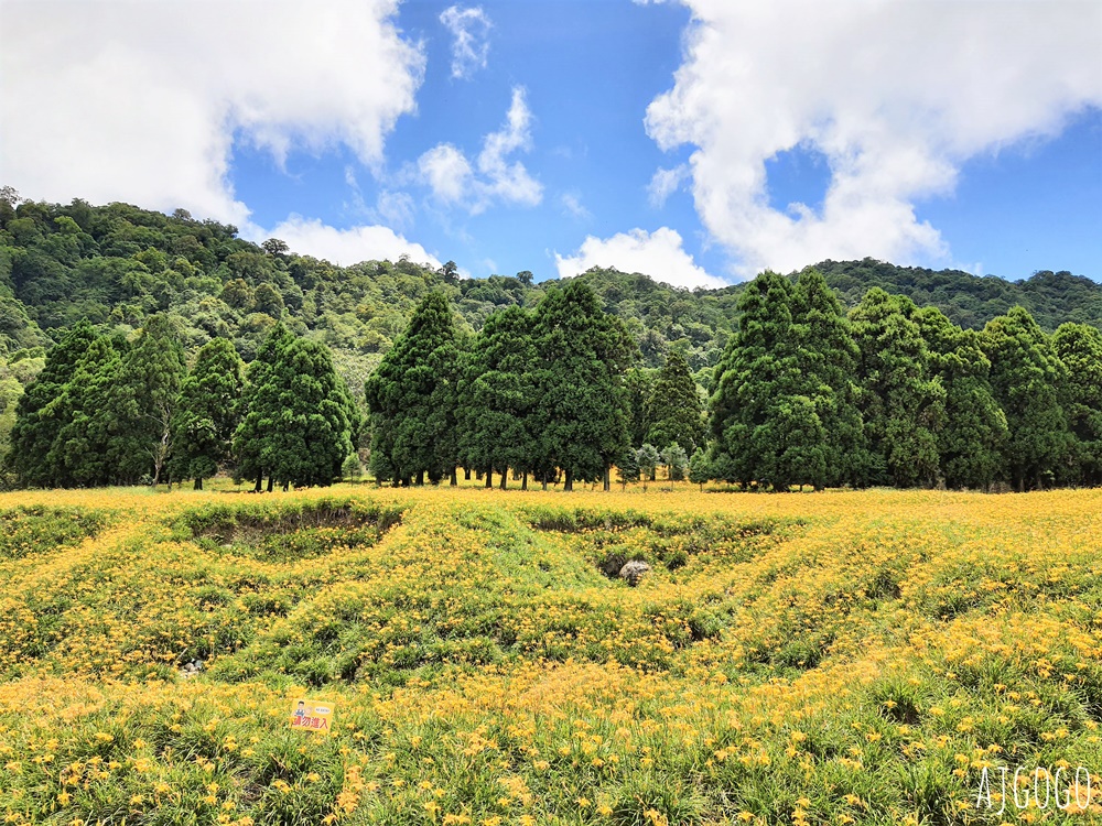 花蓮赤科山:金針花地毯鋪滿山坡 好像北海道 交通、景點分享