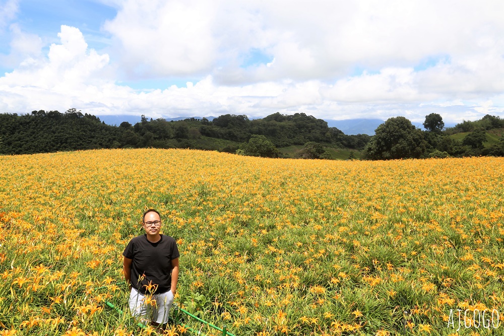 花蓮赤科山:金針花地毯鋪滿山坡 好像北海道 交通、景點分享