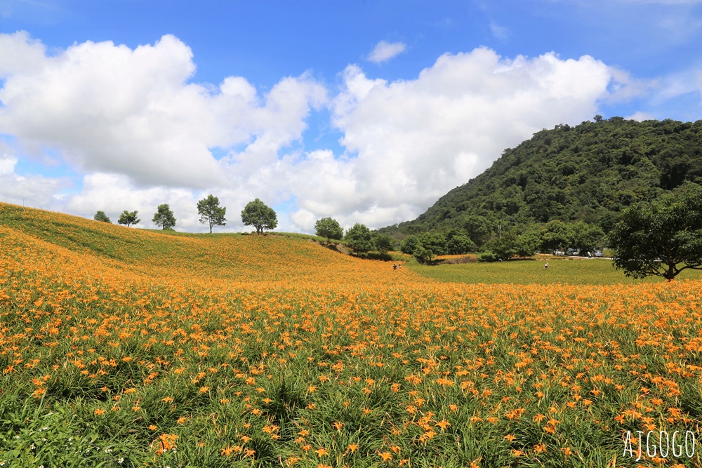 花蓮赤科山:金針花地毯鋪滿山坡 好像北海道 交通、景點分享