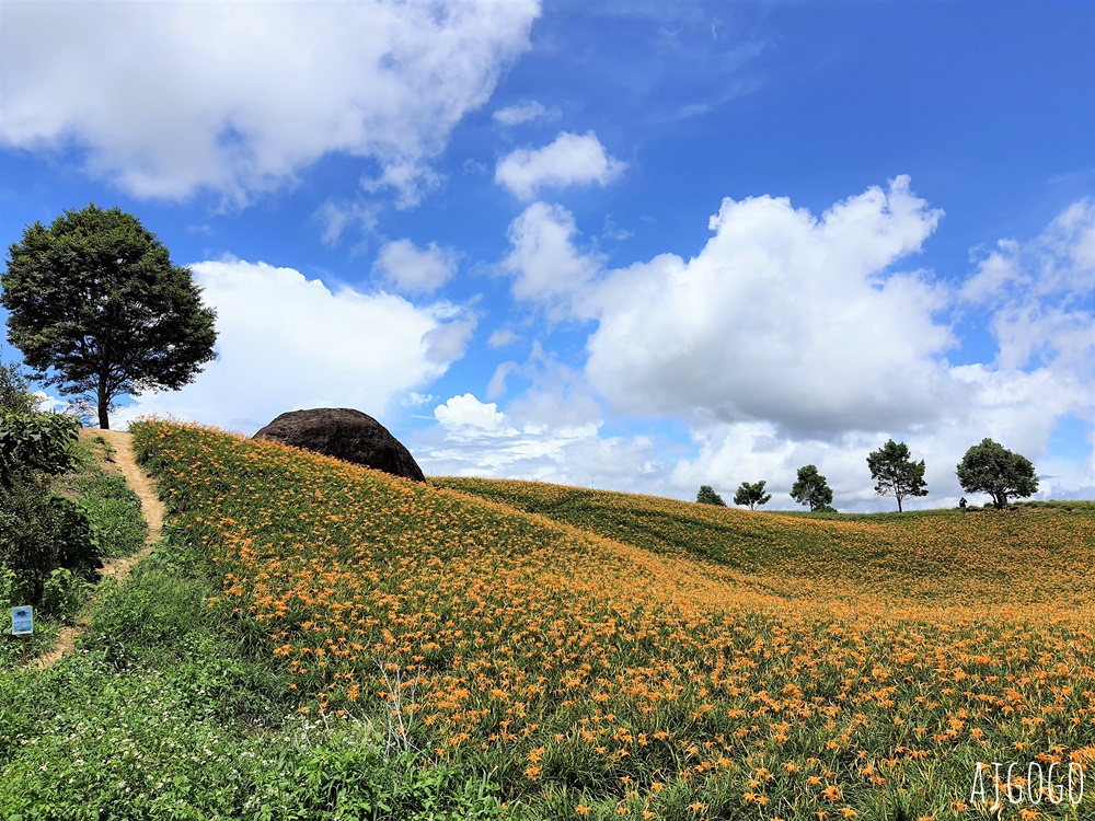 花蓮赤科山:金針花地毯鋪滿山坡 好像北海道 交通、景點分享