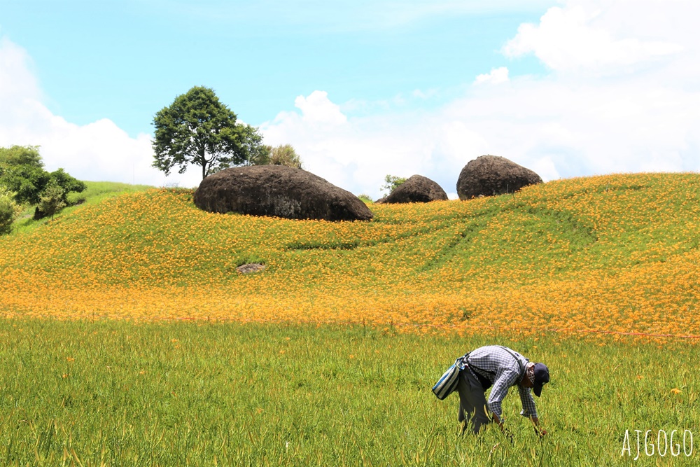 花蓮赤科山:金針花地毯鋪滿山坡 好像北海道 交通、景點分享