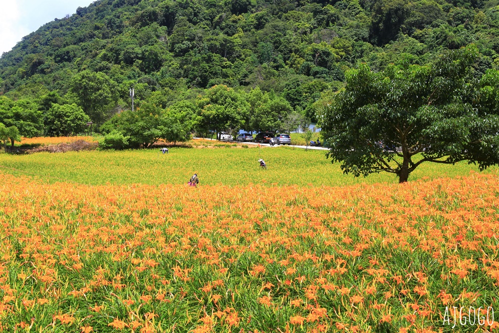 花蓮赤科山:金針花地毯鋪滿山坡 好像北海道 交通、景點分享