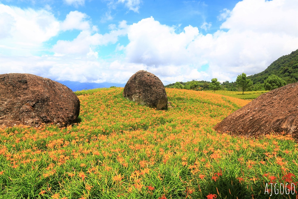 花蓮赤科山:金針花地毯鋪滿山坡 好像北海道 交通、景點分享