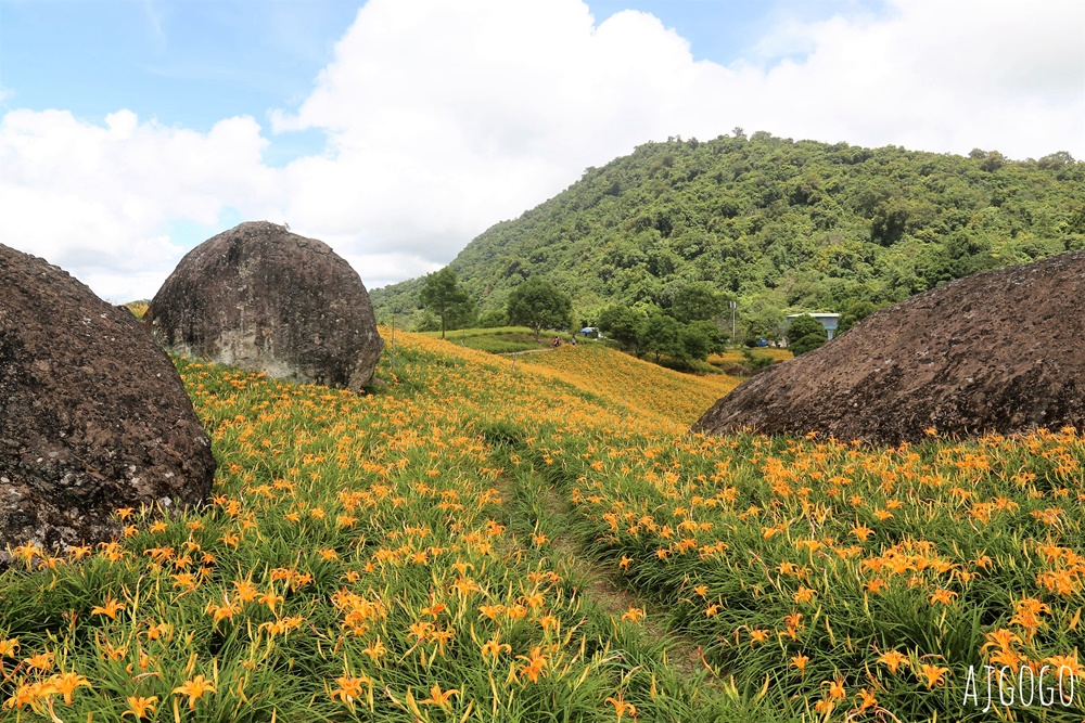 花蓮赤科山:金針花地毯鋪滿山坡 好像北海道 交通、景點分享