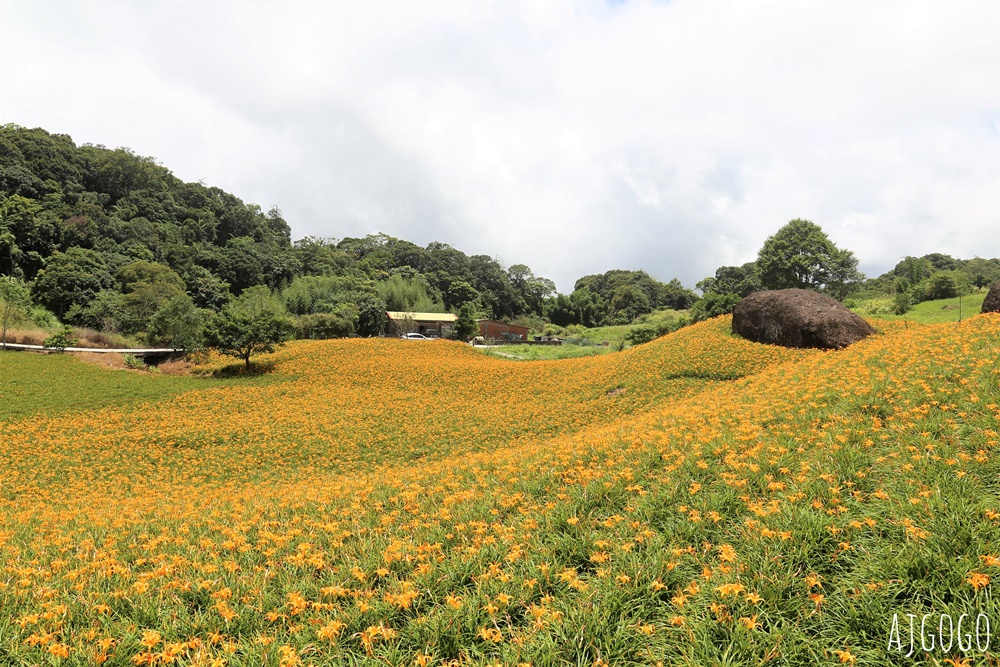 花蓮赤科山:金針花地毯鋪滿山坡 好像北海道 交通、景點分享