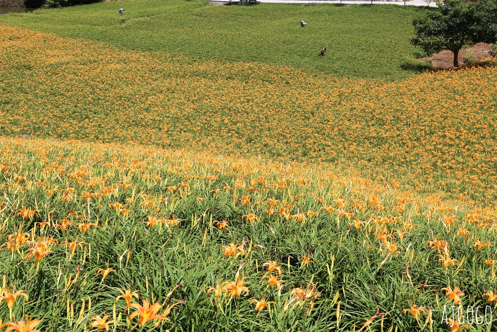 花蓮赤科山:金針花地毯鋪滿山坡 好像北海道 交通、景點分享