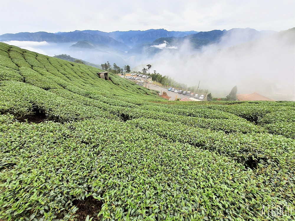 嘉義梅山景點推薦 二尖山步道 茶園步道 雲海、雲瀑一次滿足