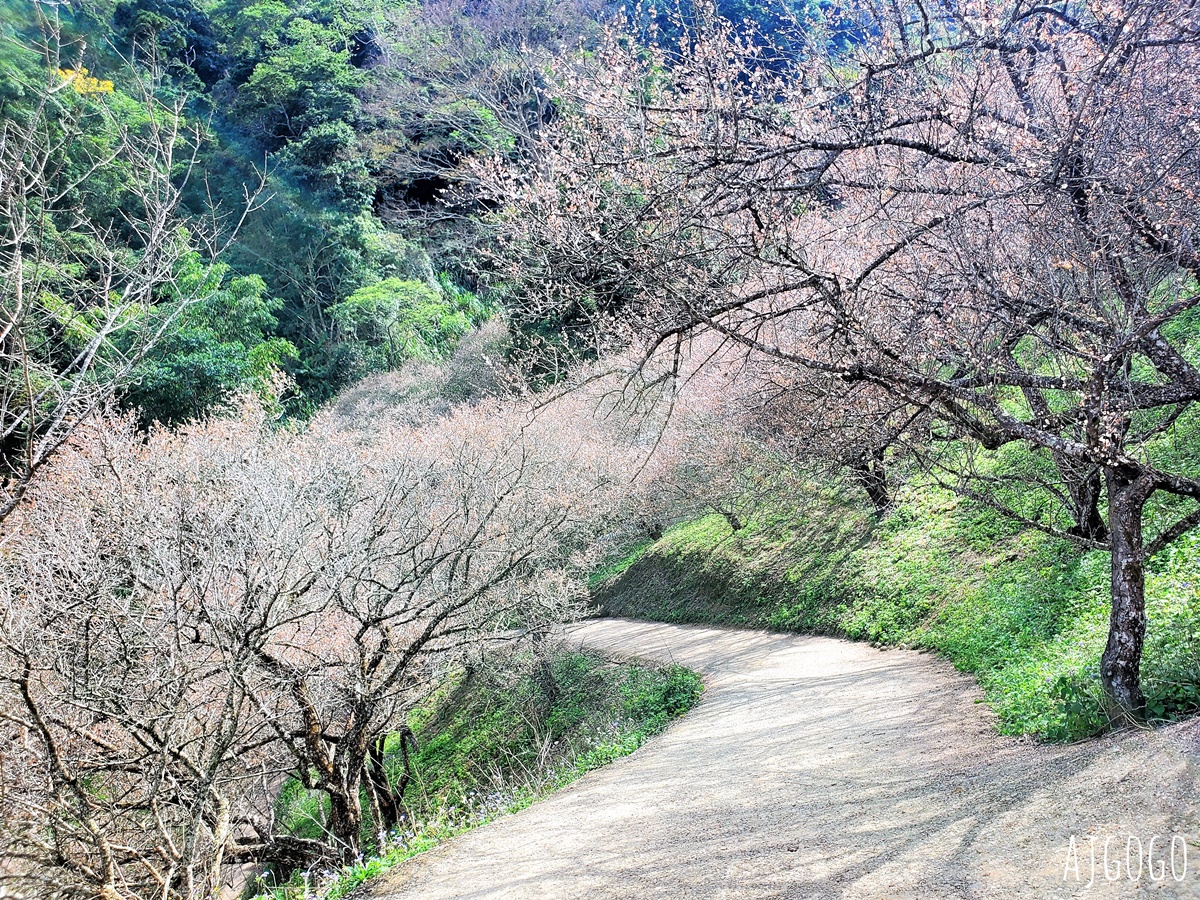 7號梅莊 南投國姓鄉賞梅花景點 每年12月底~1月開花