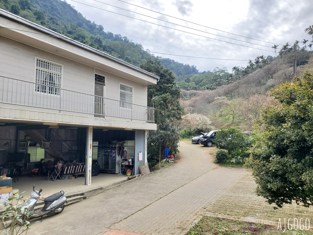 7號梅莊 南投國姓鄉賞梅花景點 每年12月底~1月開花