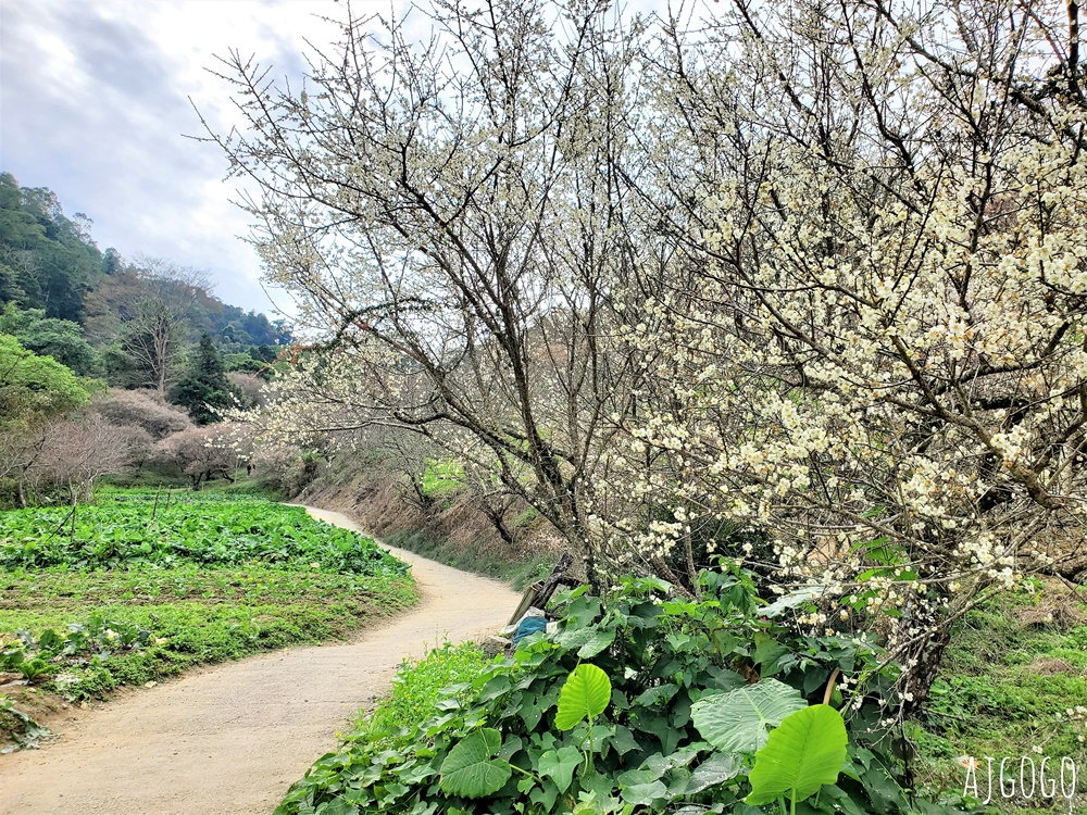 7號梅莊 南投國姓鄉賞梅花景點 每年12月底~1月開花