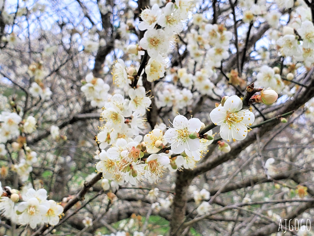 7號梅莊 南投國姓鄉賞梅花景點 每年12月底~1月開花